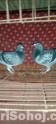 এক জোড়া মাক্সি রেসার কবুতর